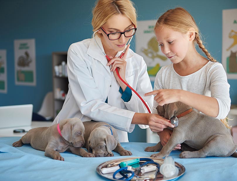 veterinary practice marketing strategy