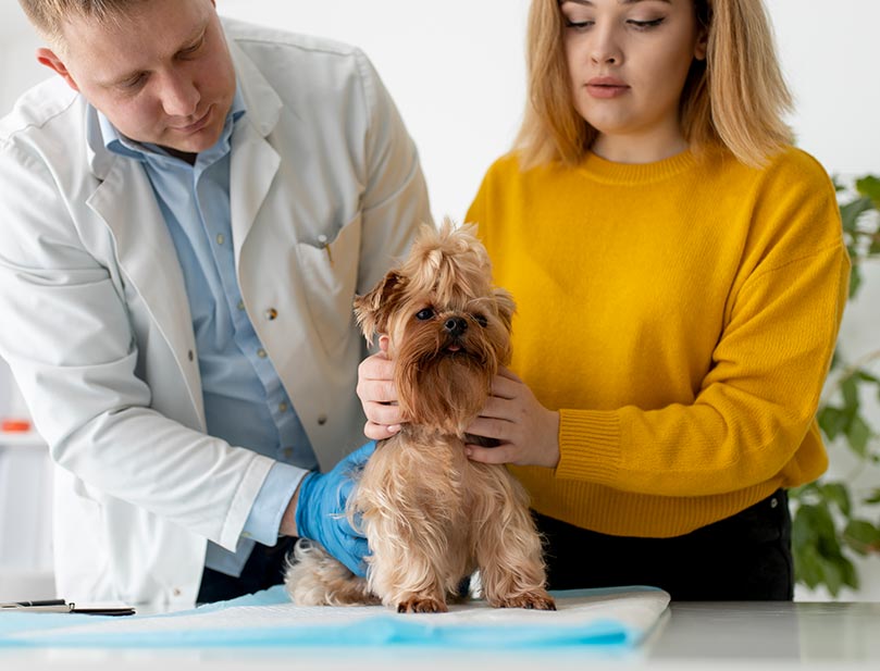 veterinary practice marketing